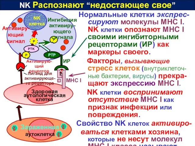 NK Распознают “недостающее свое” Нормальные клетки экспрес-сируют молекулы MHC I. NK клетки