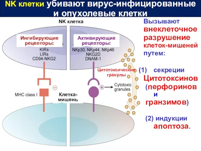 NK клетки убивают вирус-инфицированные и опухолевые клетки Клетка-мишень NK клетка Ингибирующие рецепторы: