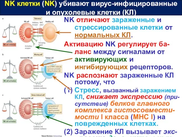 NK клетки (NK) убивают вирус-инфицированные и опухолевые клетки (КЛ) NK отличают зараженные