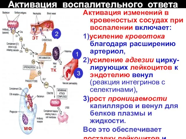 Активация воспалительного ответа Активация изменений в кровеностых сосудах при воспалении включает: 1)усиление