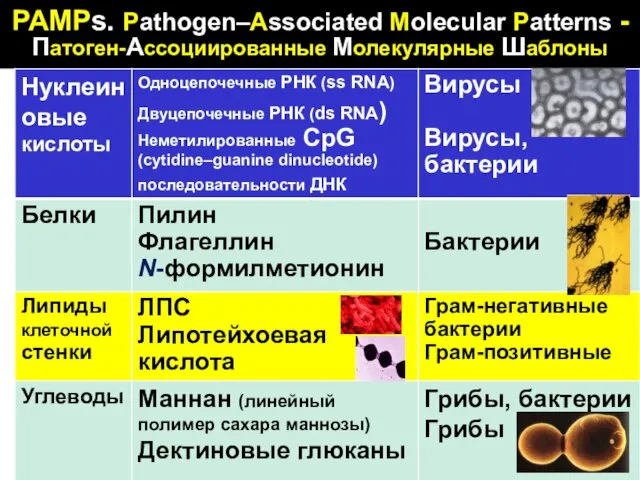 PAMPs. Pathogen–Associated Molecular Patterns - Патоген-Ассоциированные Молекулярные Шаблоны