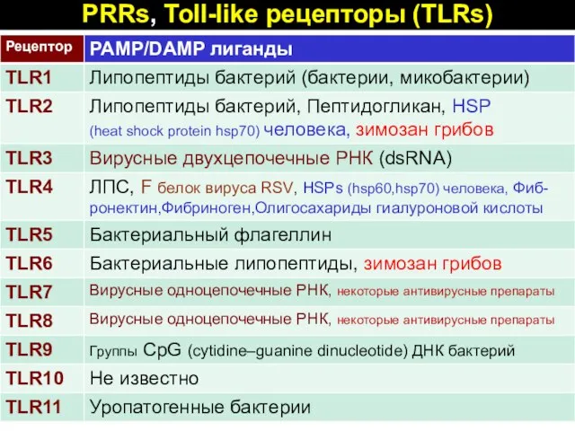 PRRs, Toll-like рецепторы (TLRs)
