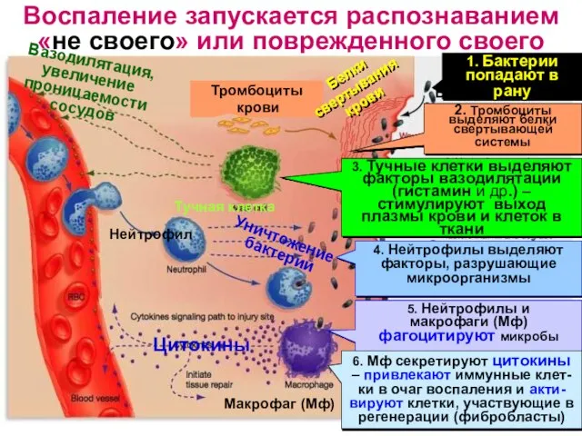 Воспаление запускается распознаванием «не своего» или поврежденного своего Тромбоциты крови Тучная клетка