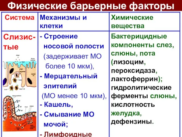 Физические барьерные факторы