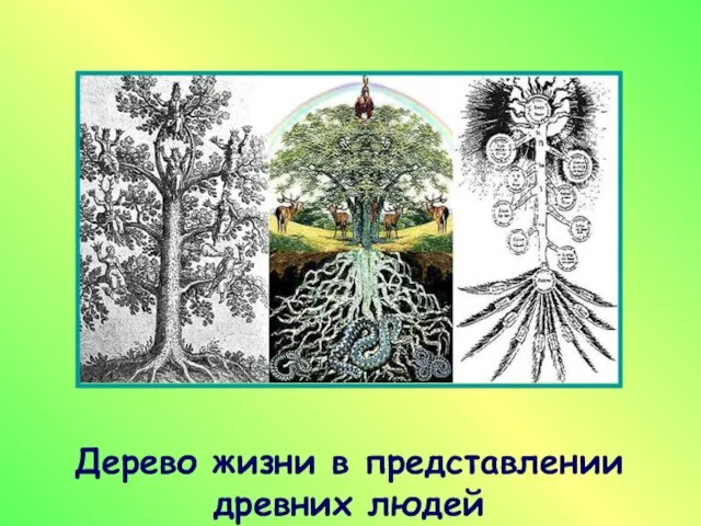 Дерево жизни в представлении древних людей р