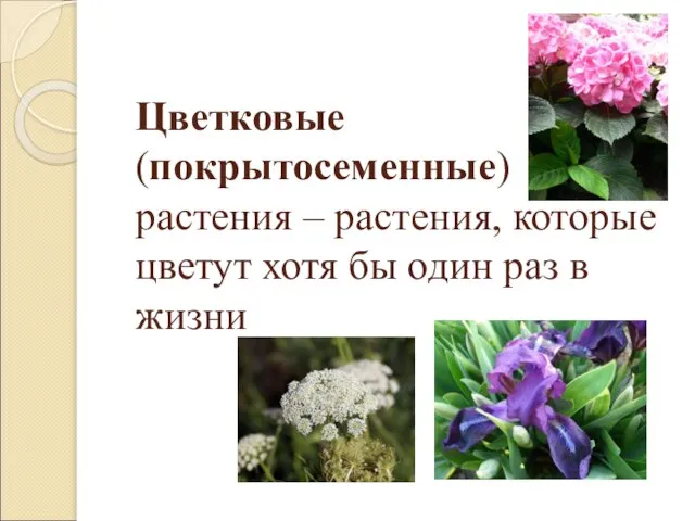 Цветковые (покрытосеменные) растения – растения, которые цветут хотя бы один раз в жизни
