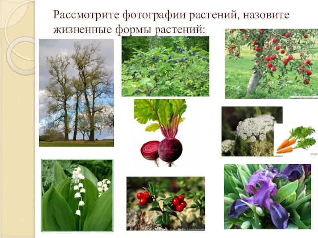Рассмотрите фотографии растений, назовите жизненные формы растений: