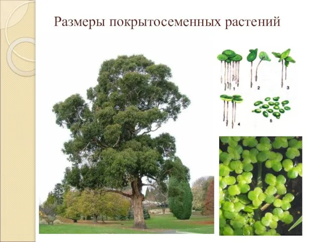 Размеры покрытосеменных растений