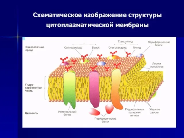 Схематическое изображение структуры цитоплазматической мембраны