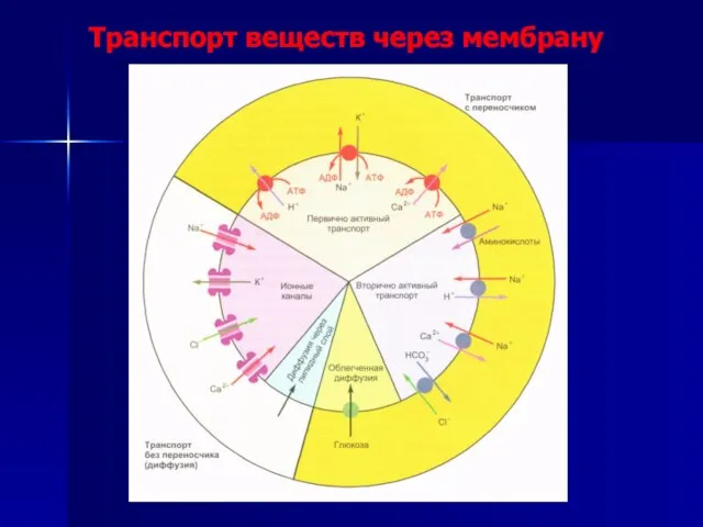 Транспорт веществ через мембрану