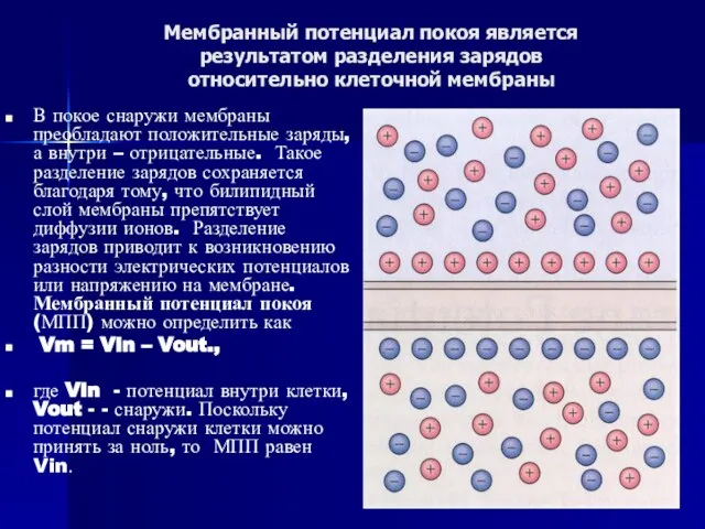 Мембранный потенциал покоя является результатом разделения зарядов относительно клеточной мембраны В покое