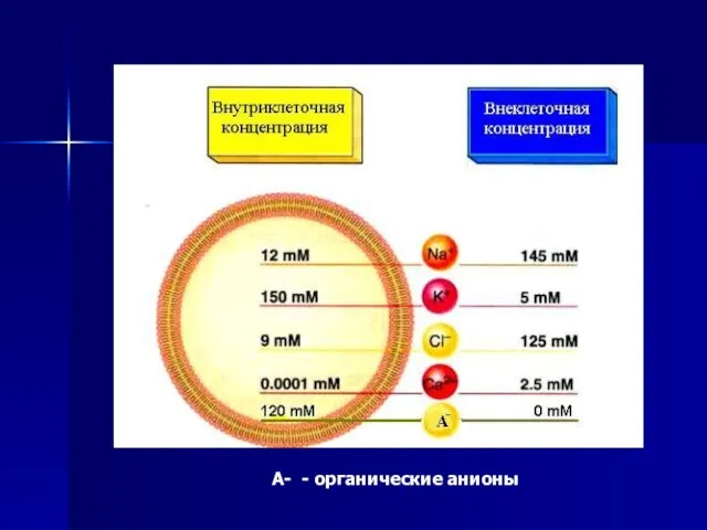 А- - органические анионы