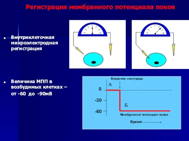 0 -30 -60 Введение электрода Мембранный потенциал покоя Время А Б Внутриклеточная