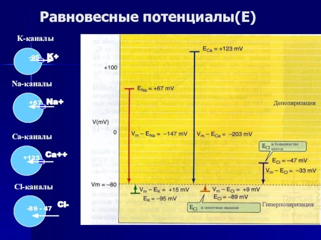 Равновесные потенциалы(Е) Cl-каналы -89 - 47 -89 - 47 Cl-