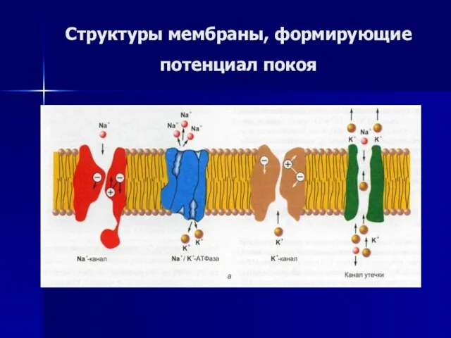 Структуры мембраны, формирующие потенциал покоя