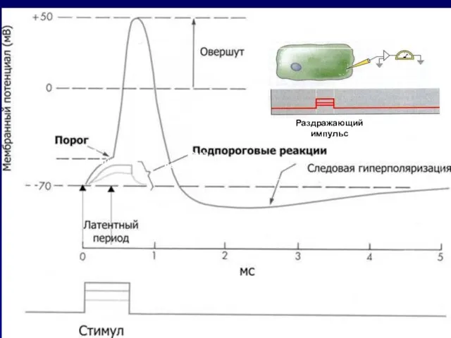 Фаза деполяризации Фаза реполяризации Раздражающий импульс