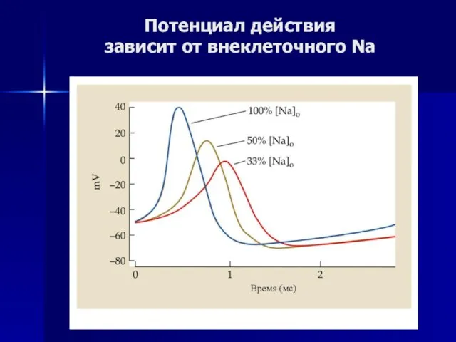 Потенциал действия зависит от внеклеточного Na