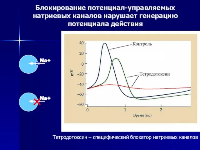 Блокирование потенциал-управляемых натриевых каналов нарушает генерацию потенциала действия Тетродотоксин – специфический блокатор натриевых каналов