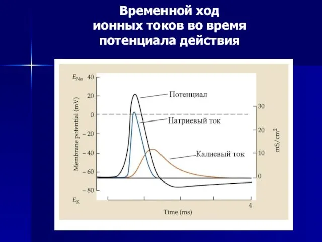 Временной ход ионных токов во время потенциала действия