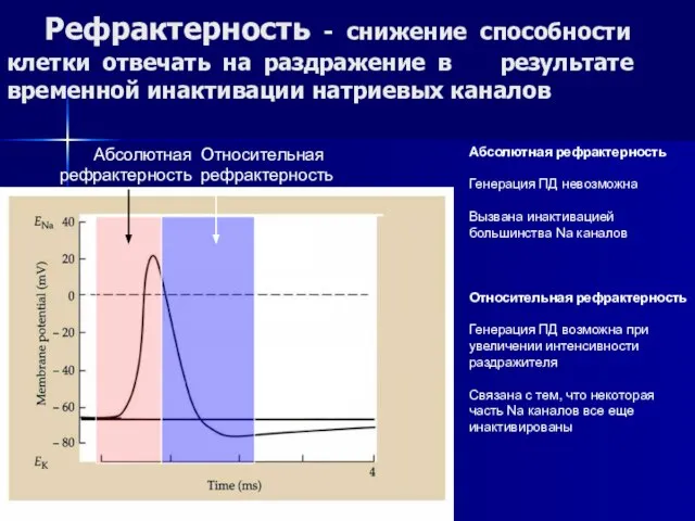 Рефрактерность - снижение способности клетки отвечать на раздражение в результате временной инактивации