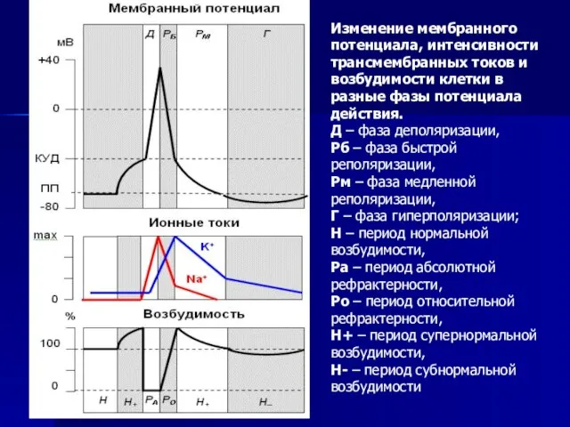 Изменение мембранного потенциала, интенсивности трансмембранных токов и возбудимости клетки в разные фазы