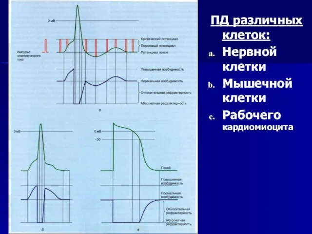 ПД различных клеток: Нервной клетки Мышечной клетки Рабочего кардиомиоцита