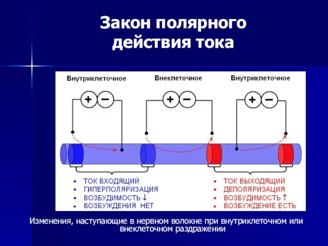 Закон полярного действия тока Изменения, наступающие в нервном волокне при внутриклеточном или внеклеточном раздражении