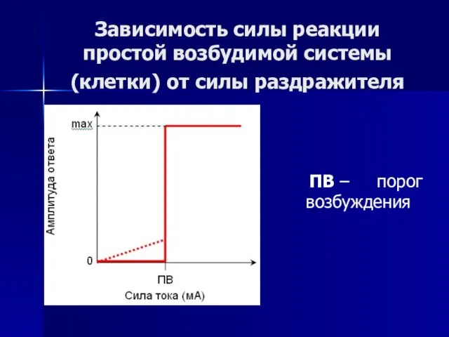 Зависимость силы реакции простой возбудимой системы (клетки) от силы раздражителя ПВ – порог возбуждения