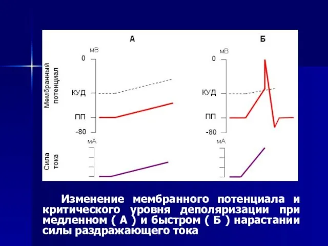 Изменение мембранного потенциала и критического уровня деполяризации при медленном ( А )