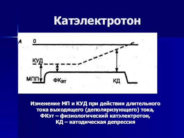 Изменение МП и КУД при действии длительного тока выходящего (деполяризующего) тока, ФКэт