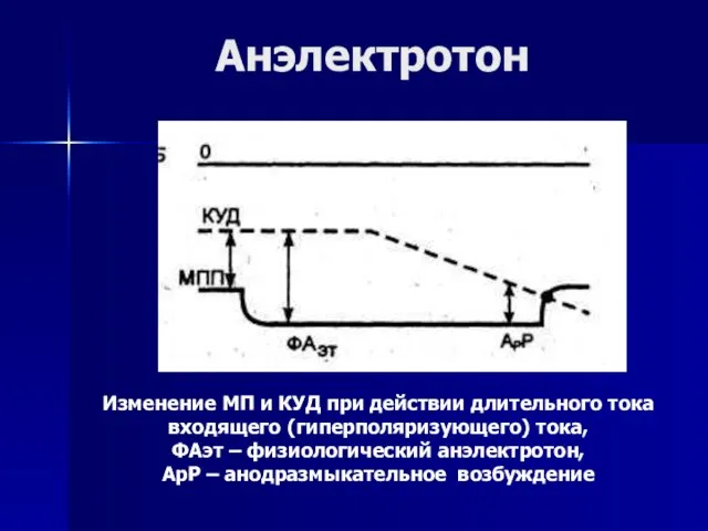 Анэлектротон Изменение МП и КУД при действии длительного тока входящего (гиперполяризующего) тока,