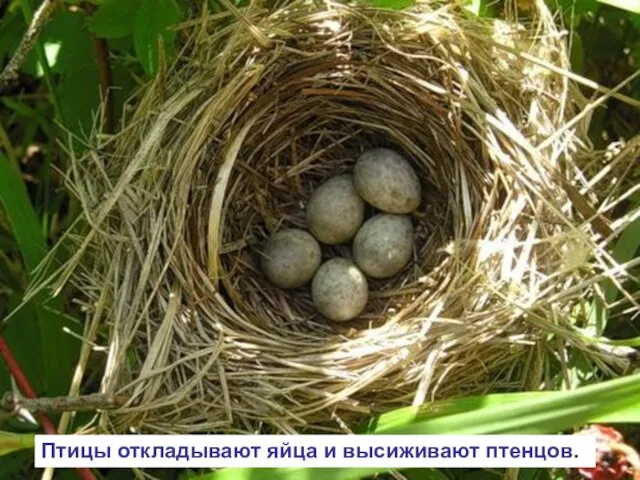 Птицы откладывают яйца и высиживают птенцов.