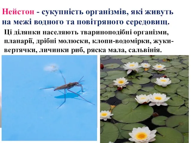 Нейстон - сукупність організмів, які живуть на межі водного та повітряного середовищ.