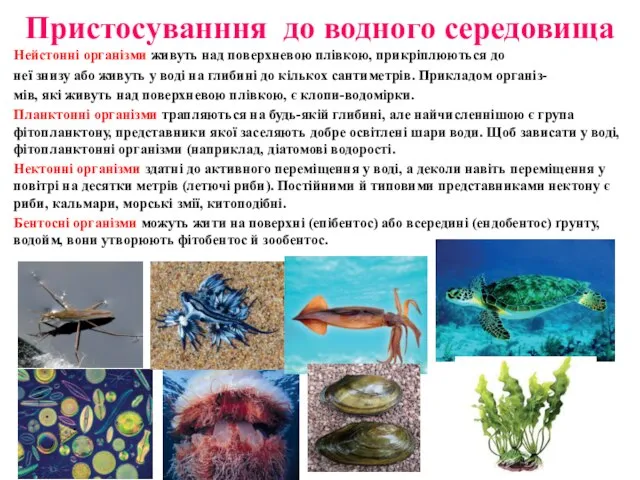 Пристосуванння до водного середовища Нейстонні організми живуть над поверхневою плівкою, прикріплюються до