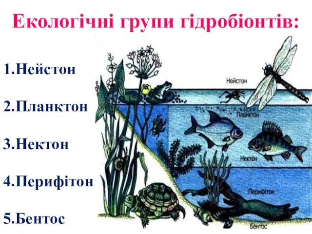 Екологічні групи гідробіонтів: 1.Нейстон 2.Планктон 3.Нектон 4.Перифітон 5.Бентос