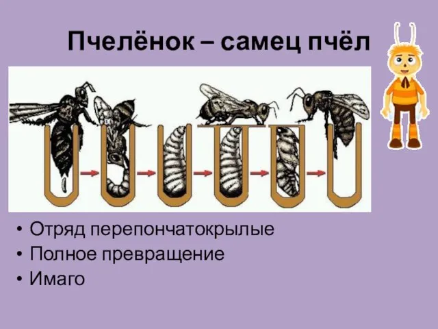 Пчелёнок – самец пчёл Отряд перепончатокрылые Полное превращение Имаго