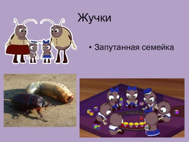 Жучки Запутанная семейка