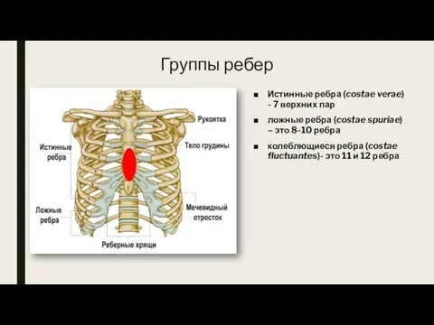 Группы ребер Истинные ребра (costae verae) - 7 верхних пар ложные ребра