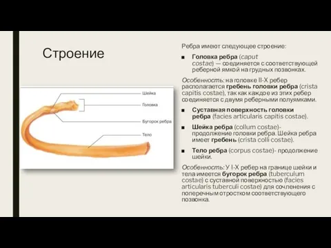 Строение Ребра имеют следующее строение: Головка ребра (caput costae) — соединяется с