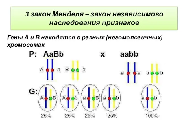 3 закон Менделя – закон независимого наследования признаков Гены А и В