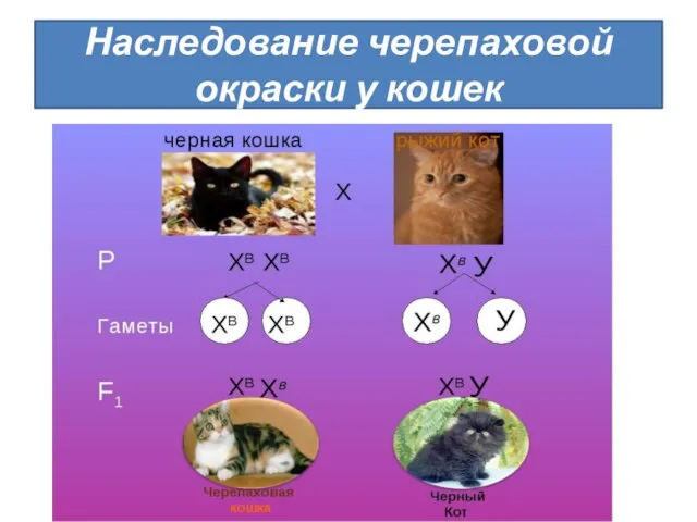 Наследование черепаховой окраски у кошек