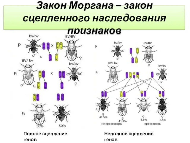 Закон Моргана – закон сцепленного наследования признаков Полное сцепление генов Неполное сцепление генов