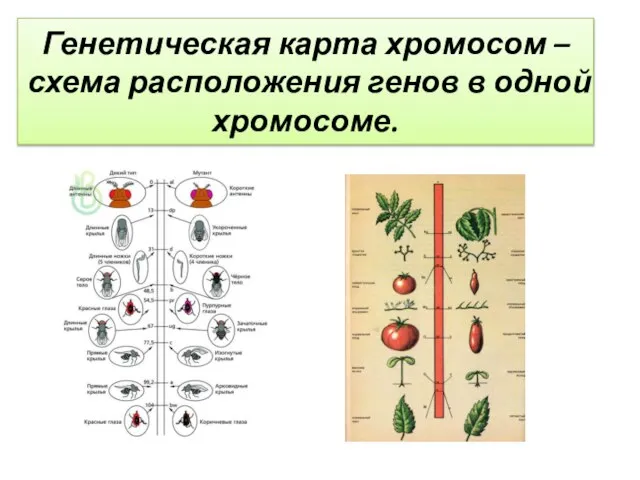 Генетическая карта хромосом – схема расположения генов в одной хромосоме.