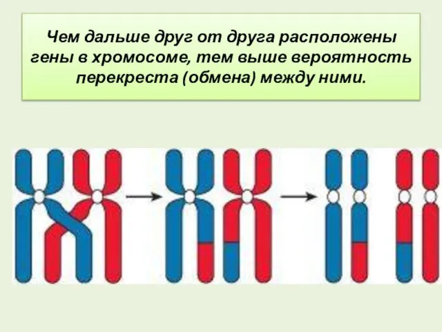 Чем дальше друг от друга расположены гены в хромосоме, тем выше вероятность перекреста (обмена) между ними.