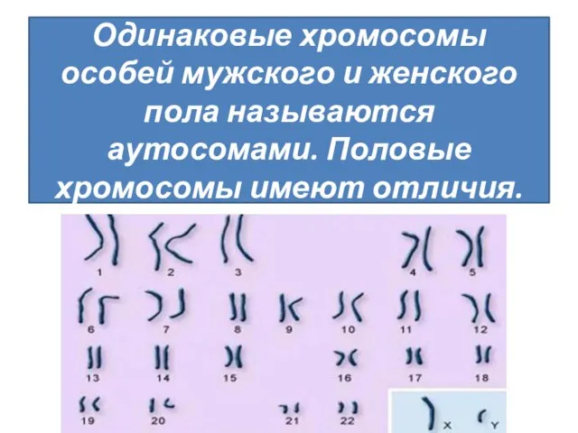 Одинаковые хромосомы особей мужского и женского пола называются аутосомами. Половые хромосомы имеют отличия.