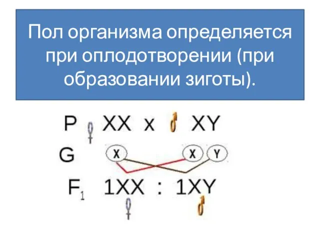 Пол организма определяется при оплодотворении (при образовании зиготы).