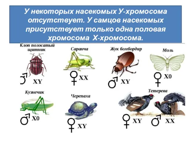 У некоторых насекомых У-хромосома отсутствует. У самцов насекомых присутствует только одна половая хромосома Х-хромосома.