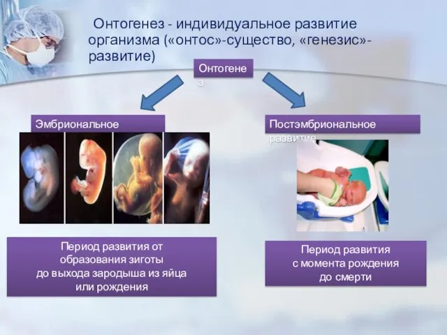 Онтогенез - индивидуальное развитие организма («онтос»-существо, «генезис»-развитие) Онтогенез Эмбриональное развитие Постэмбриональное развитие