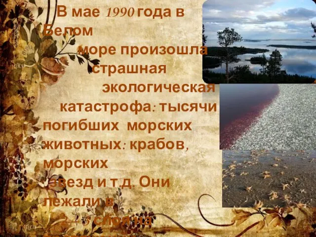 В мае 1990 года в Белом море произошла страшная экологическая катастрофа: тысячи