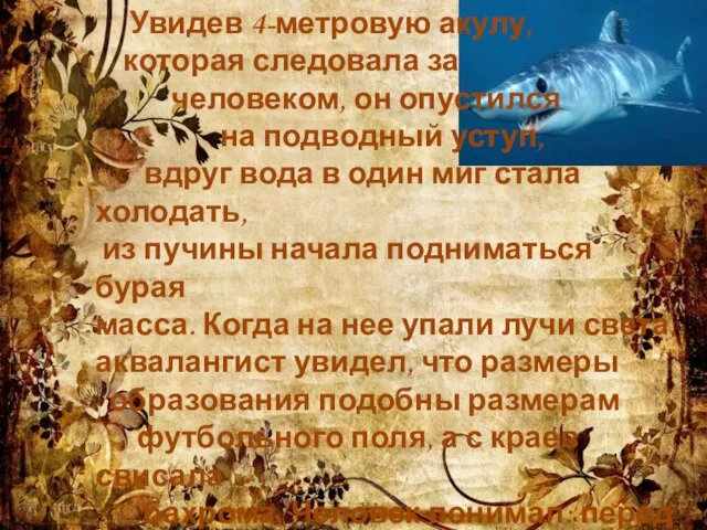 Увидев 4-метровую акулу, которая следовала за человеком, он опустился на подводный уступ,